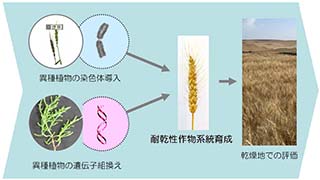 分子育种