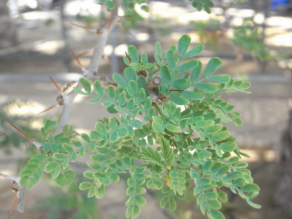Description of plant