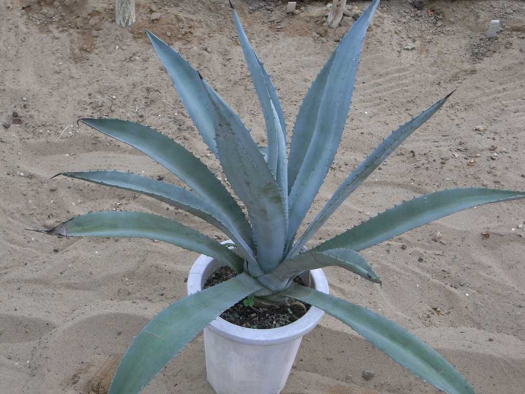 Description of plant