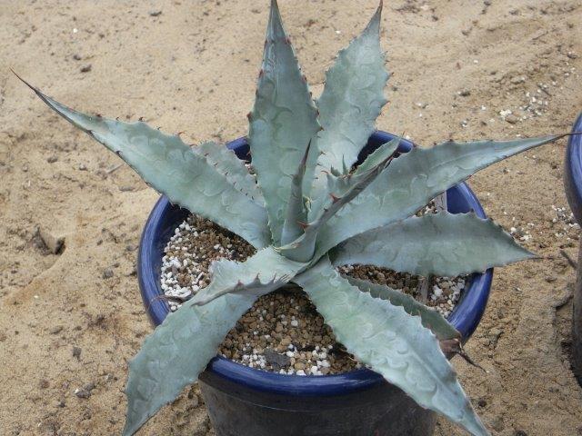 植物の説明頁リンク 植物の説明頁リンク