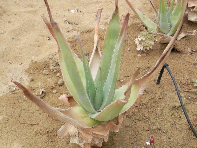 植物の説明頁リンク 植物の説明頁リンク