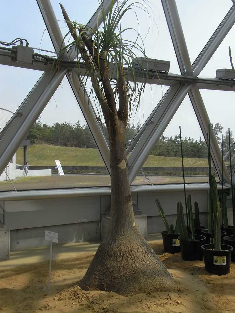 Description of plant Description of plant