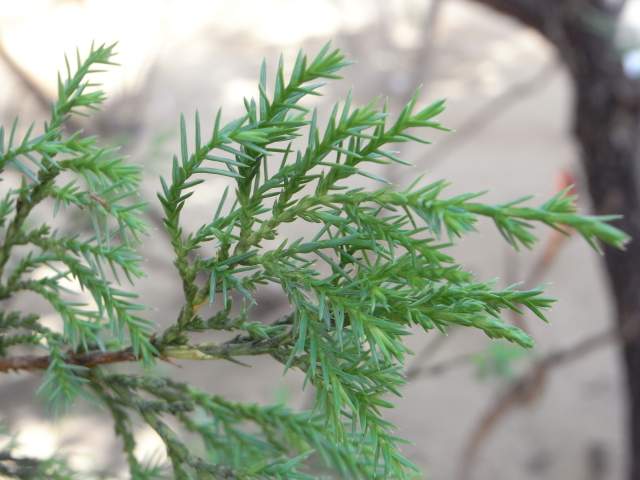 植物の説明頁リンク 植物の説明頁リンク