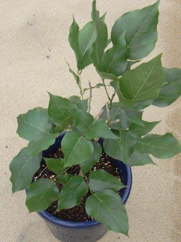 植物の説明頁リンク 植物の説明頁リンク