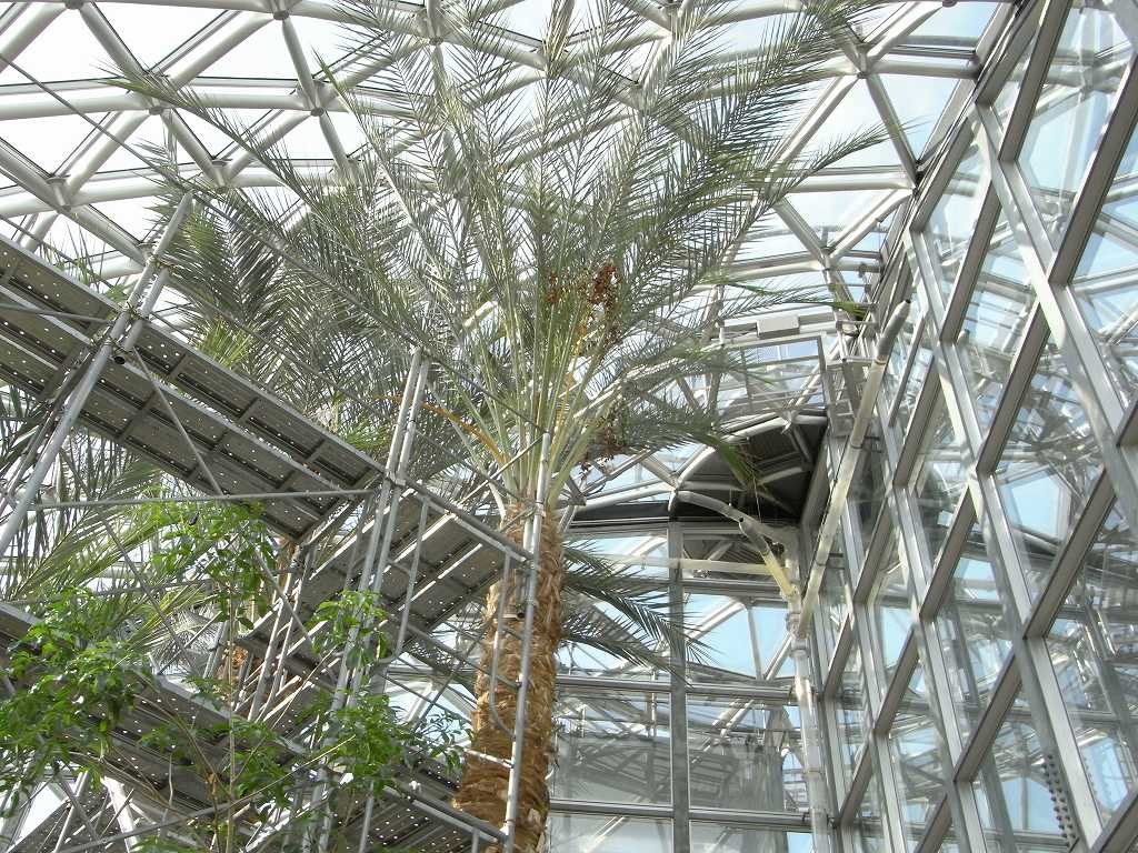 植物の説明頁リンク 植物の説明頁リンク