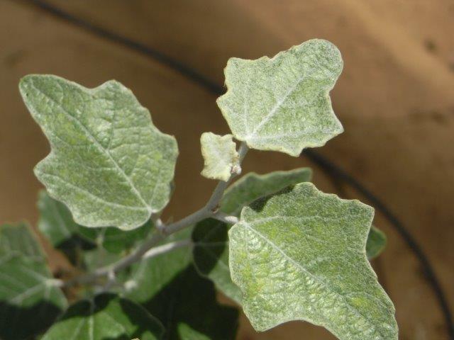 植物の説明頁リンク 植物の説明頁リンク