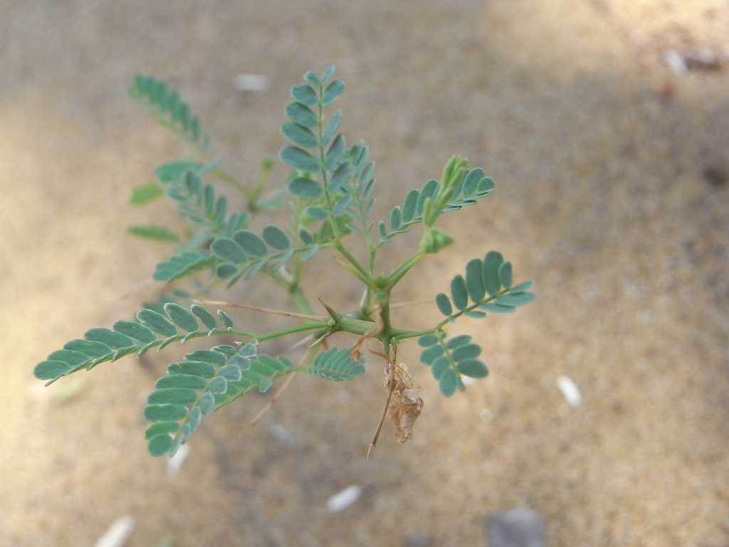 植物の説明頁リンク 植物の説明頁リンク