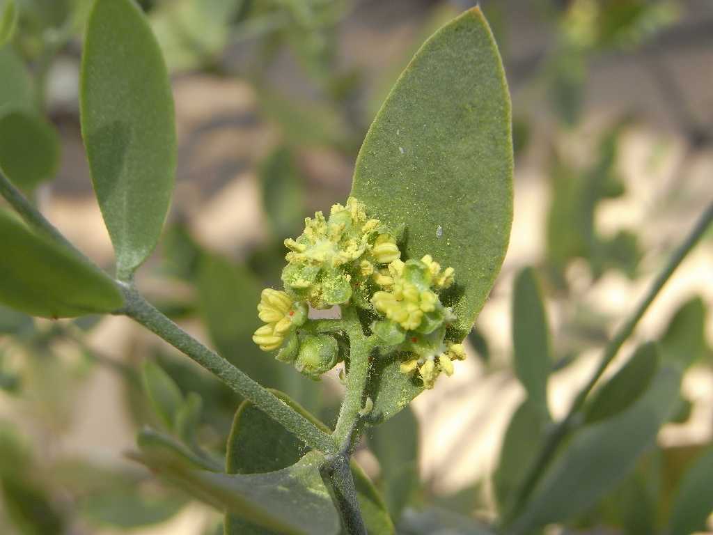 植物の説明頁リンク