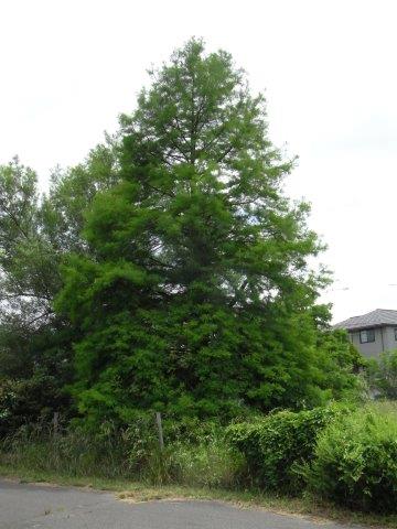 植物の説明頁リンク 植物の説明頁リンク
