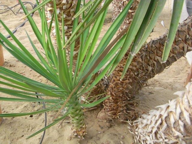 植物の説明頁リンク 植物の説明頁リンク