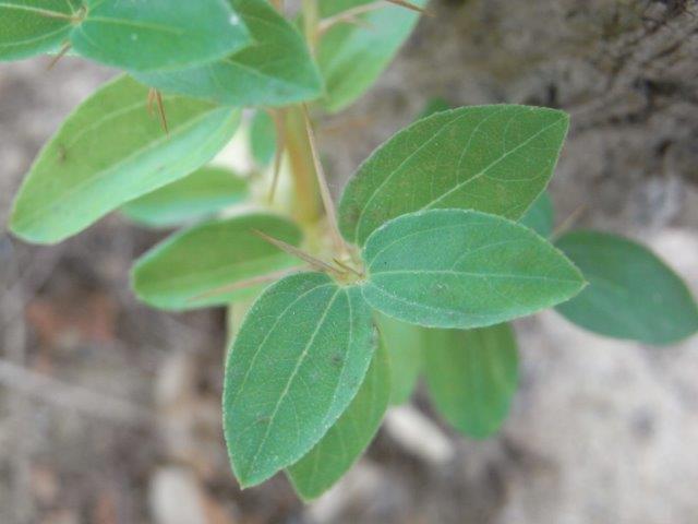 植物の説明頁リンク 植物の説明頁リンク