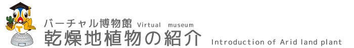 乾燥地植物の紹介 乾燥地植物の紹介