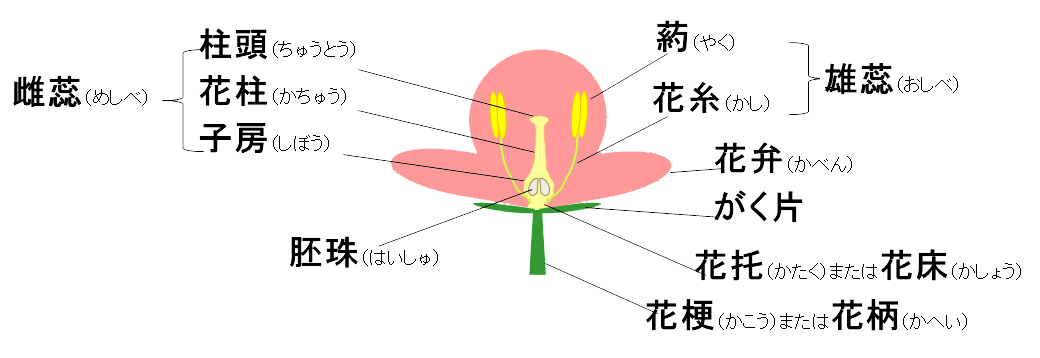 おしべめしべの説明