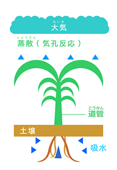 植物の気孔イラスト01