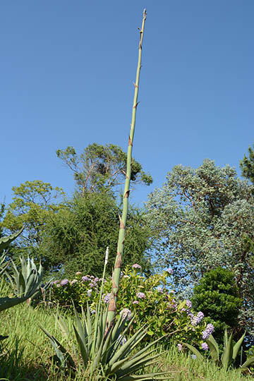 Agave_palmeri