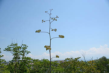Agave_palmeri