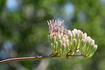 Agave_palmeri