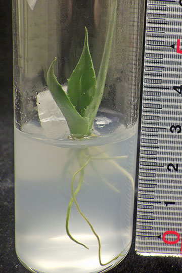 Agave_palmeri