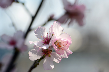 アーモンドの花