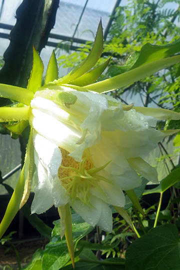 Dragon_fruit