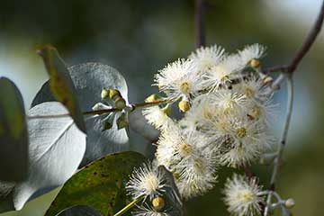 ユーカリの花