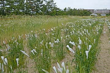 栽培の様子