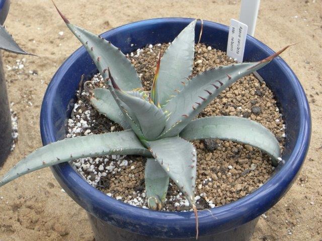 Agave cerulata ssp. nelsonii