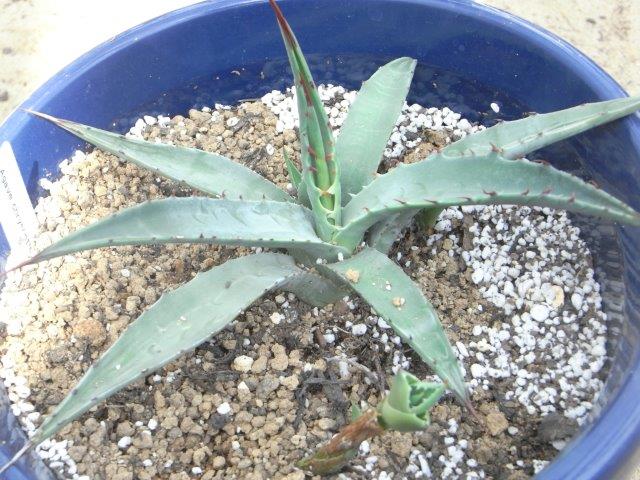 Agave chrysantha