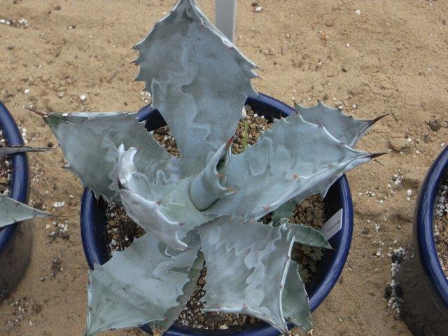 Agave colorata