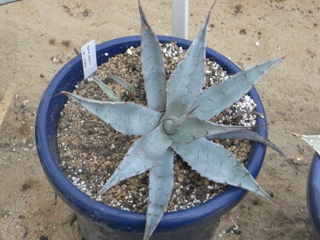 Agave deserti ssp. simplex