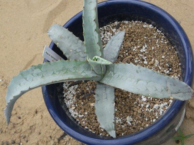 Agave marmorata