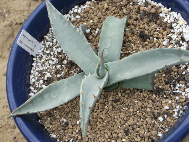 Agave neomexicana