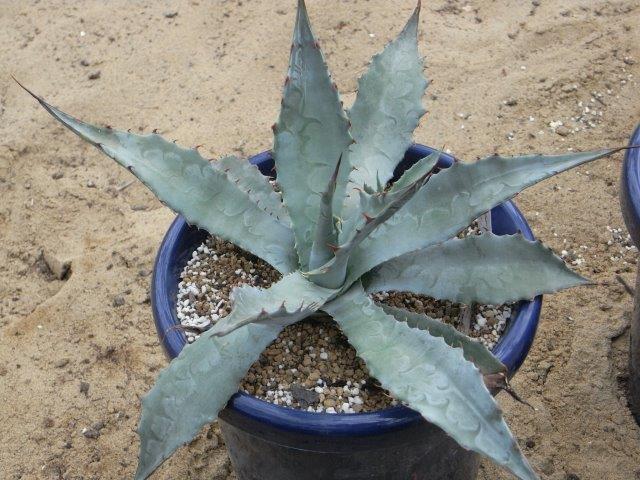 Agave palmeri