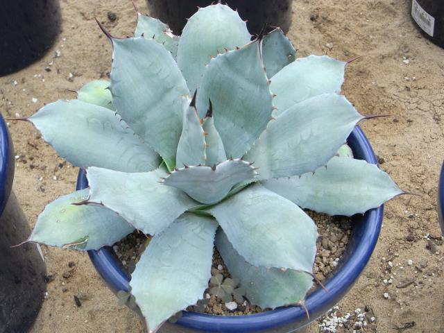 Agave parryi ssp. parryi