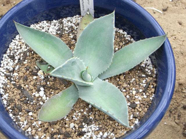 Agave_parryi_var._huachucensis