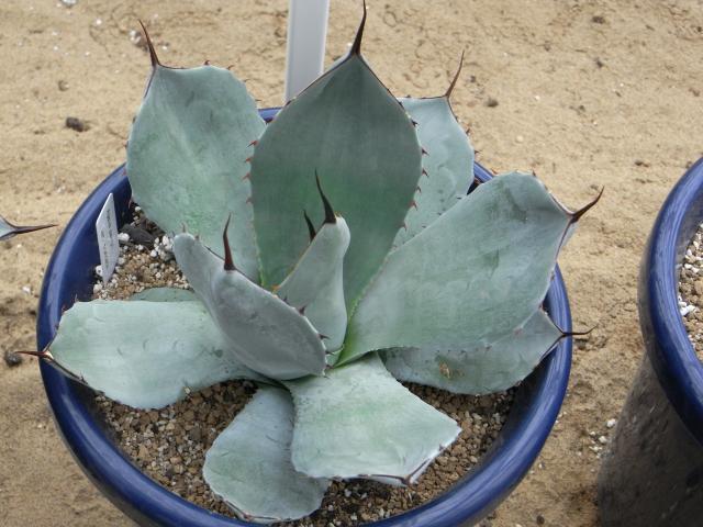 Agave parryi var. truncata