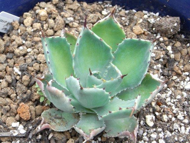 Agave potatorum