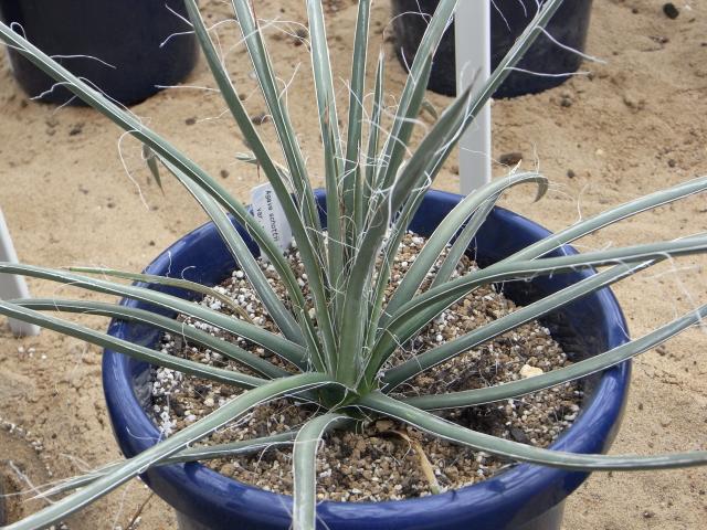 Agave schottii var. schottii