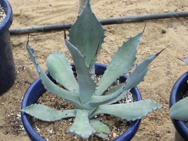 Agave shrevei ssp. magna