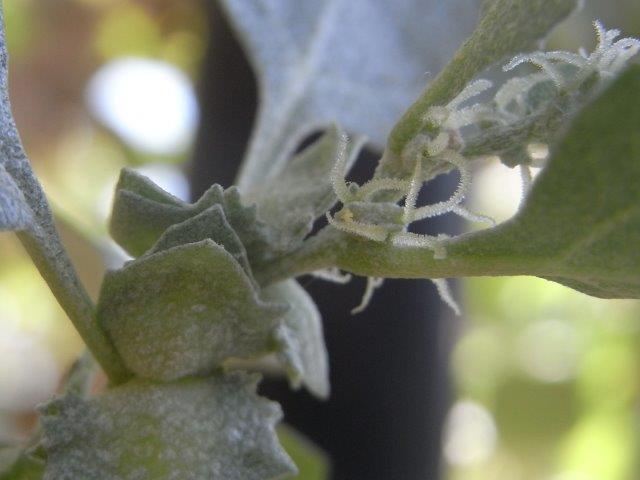 雌花と肥大中の果実