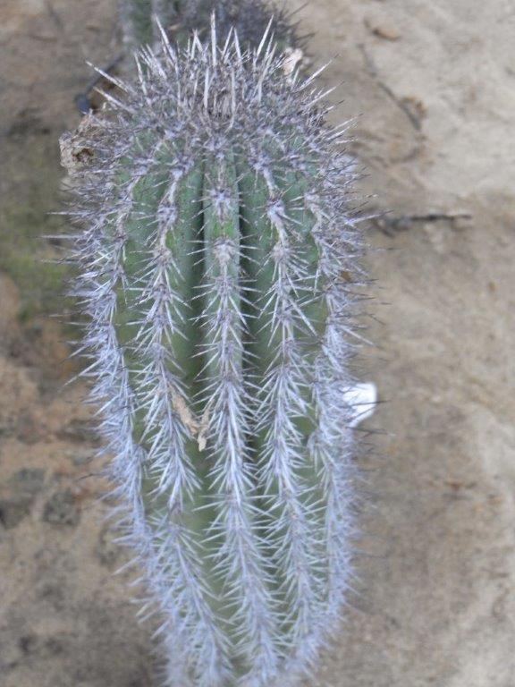 Pachycereus pringlei