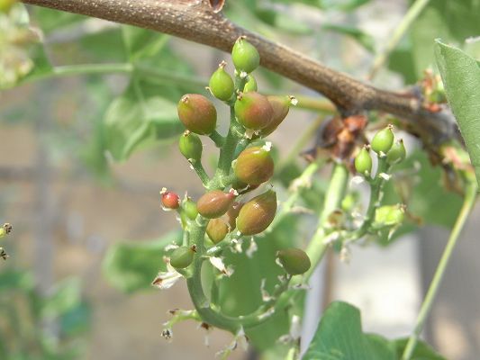 肥大中の果実