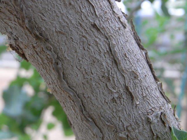 幹