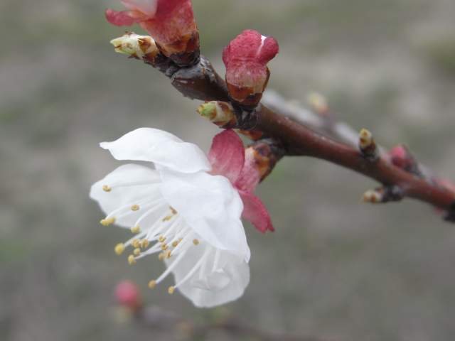 花と花蕾