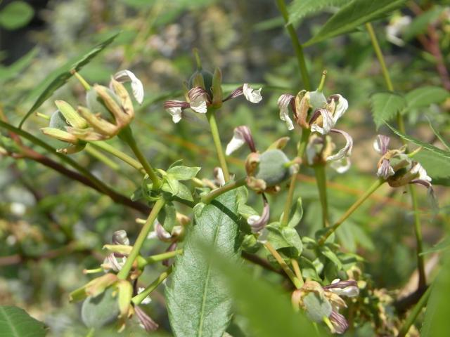 果実肥大中の両性花花序