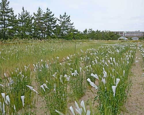 MSDコムギ栽培風景