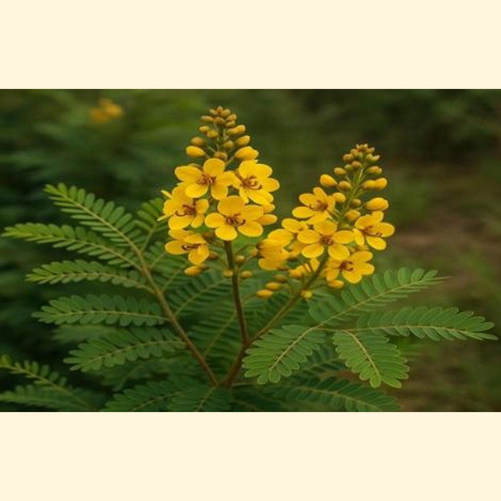 スーダン植物