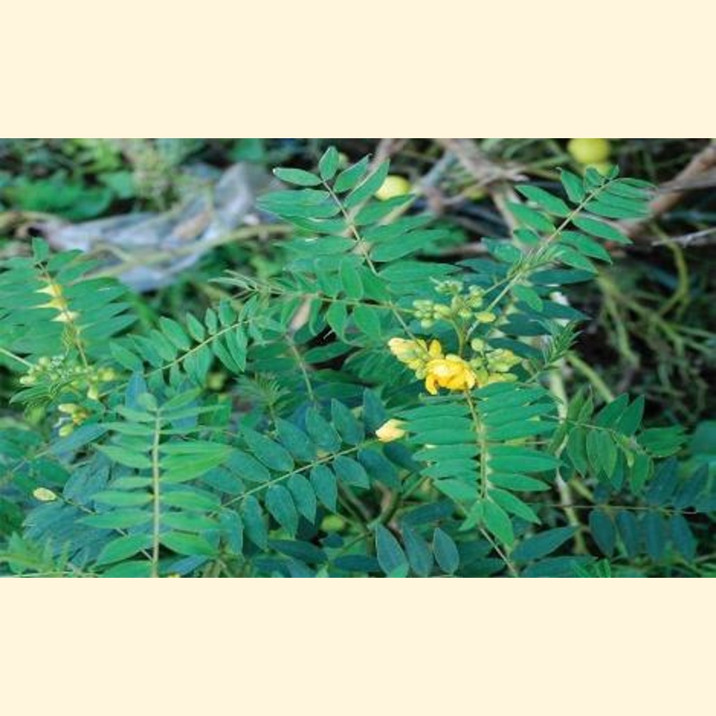 スーダン植物
