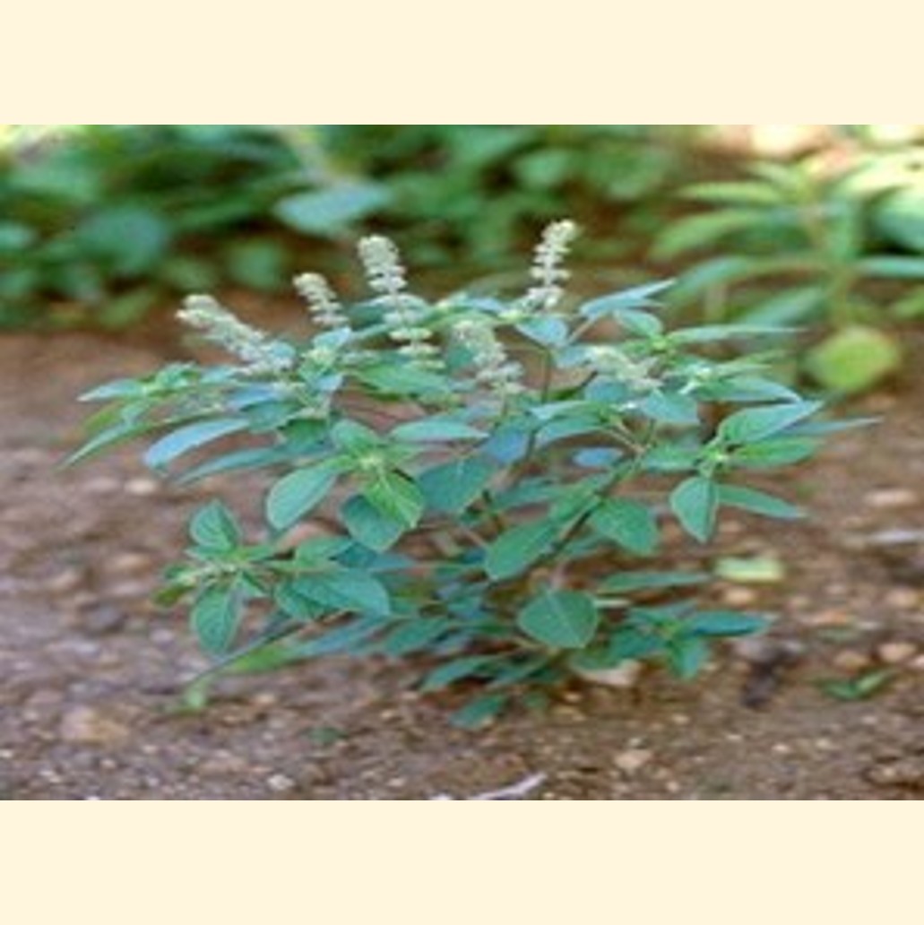 スーダン植物