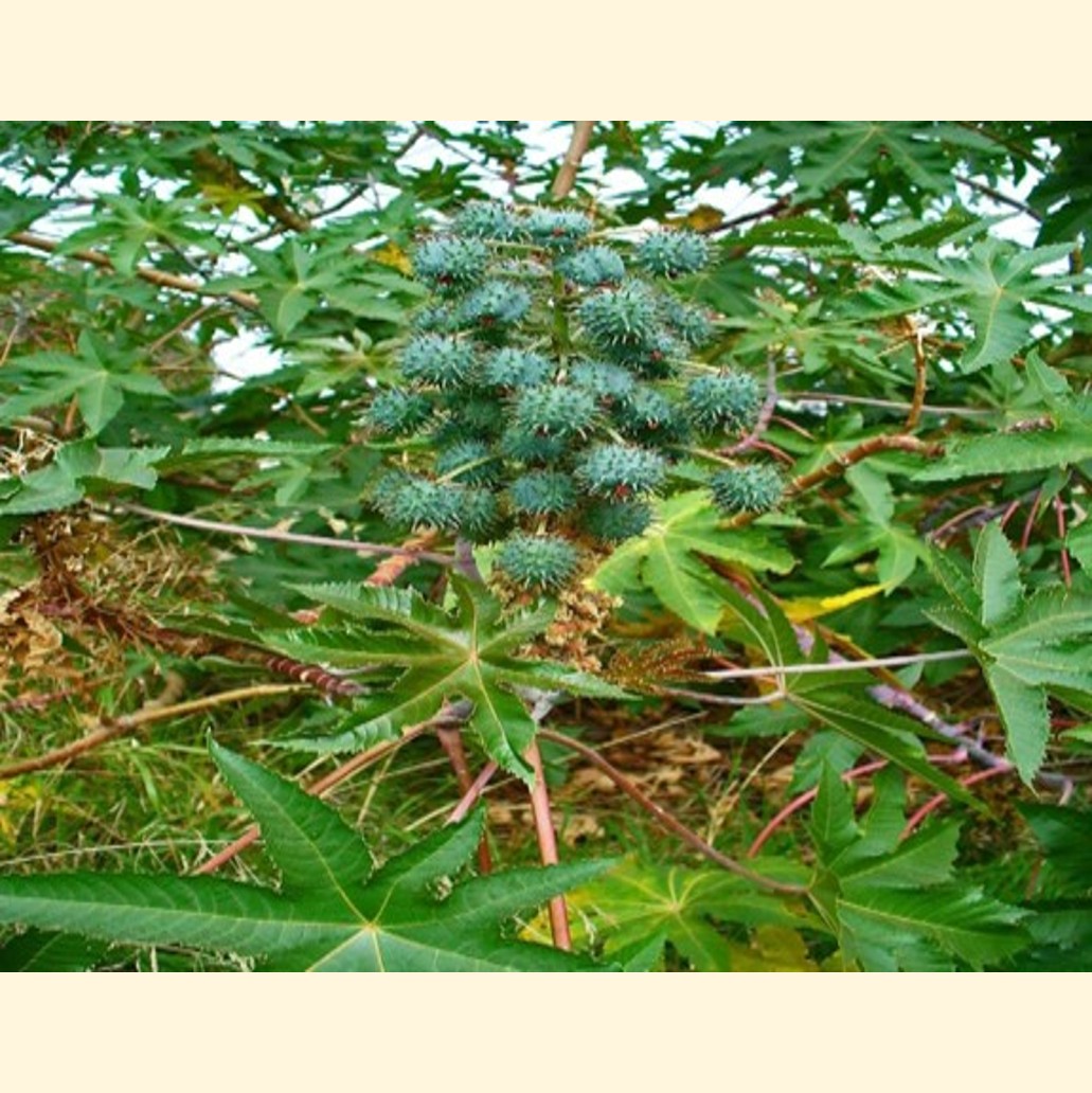 スーダン植物